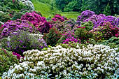 Rododendri al Parco della Burcina - Biella
